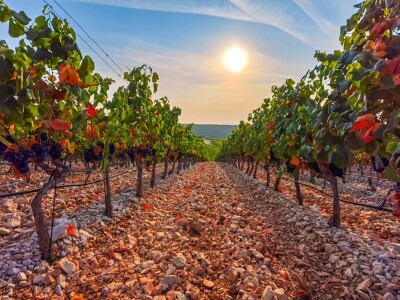 Berba grožđa u Dalmaciji