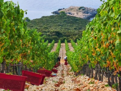 Berba grožđa u Dalmaciji