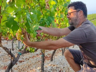 Berba grožđa u Dalmaciji