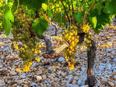 Berba grožđa u Dalmaciji