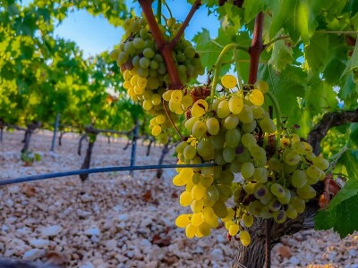 Berba grožđa u Dalmaciji