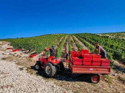 Berba grožđa u Dalmaciji