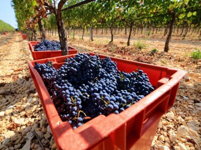 Berba grožđa u Dalmaciji