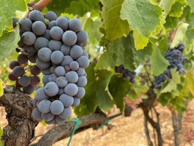 Berba grožđa u Dalmaciji