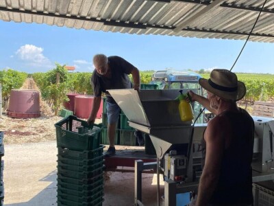 Berba grožđa u Dalmaciji