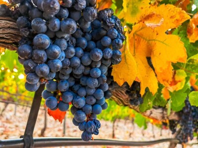 Berba grožđa u Dalmaciji