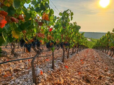 Berba grožđa u Dalmaciji