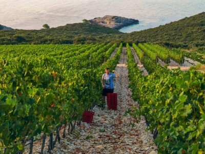 Berba grožđa u Dalmaciji