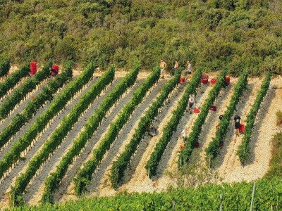 Berba grožđa u Dalmaciji