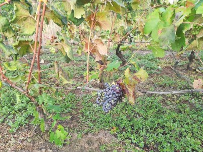 Berba grožđa u dolini Neretve