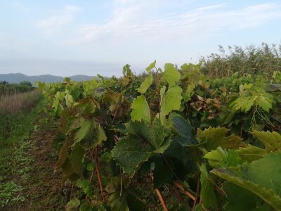 Berba grožđa u dolini Neretve