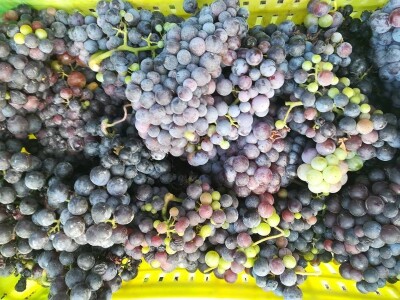 Berba grožđa u dolini Neretve