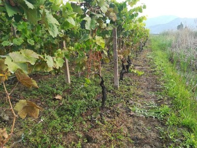 Berba grožđa u dolini Neretve