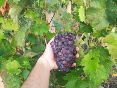 Berba grožđa u dolini Neretve