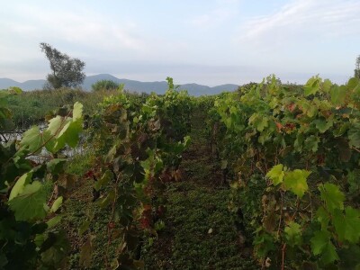 Berba grožđa u dolini Neretve