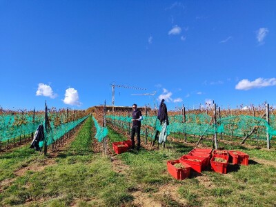 Berba grožđa u Tomislavgradu
