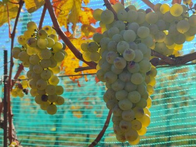 Berba grožđa u Tomislavgradu