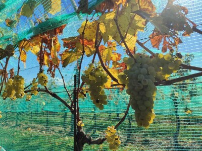 Berba grožđa u Tomislavgradu