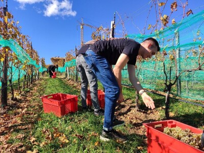 Berba grožđa u Tomislavgradu