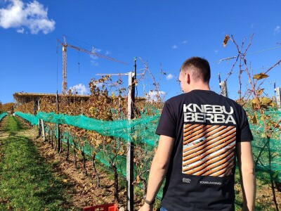 Berba grožđa u Tomislavgradu