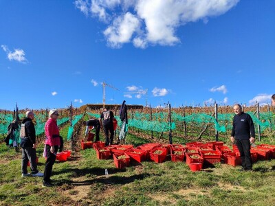 Berba grožđa u Tomislavgradu