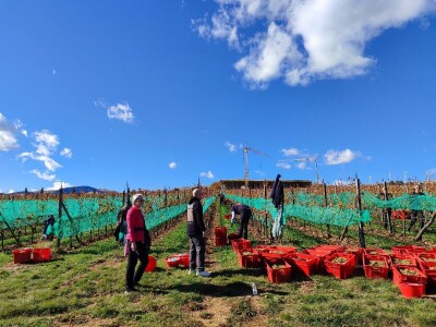 Berba grožđa u Tomislavgradu