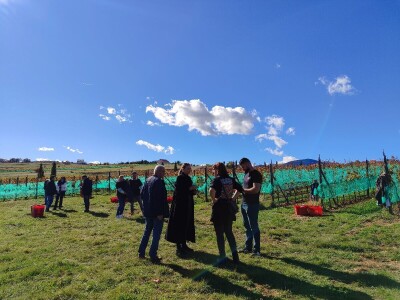 Berba grožđa u Tomislavgradu