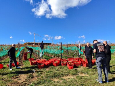 Berba grožđa u Tomislavgradu