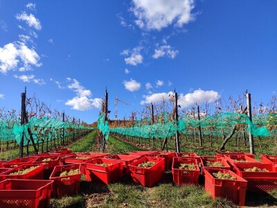 Berba grožđa u Tomislavgradu