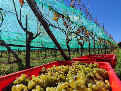 Berba grožđa u Tomislavgradu