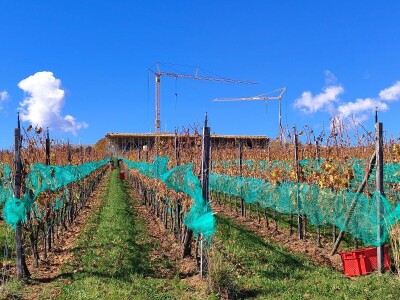 Berba grožđa u Tomislavgradu