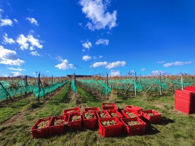 Berba grožđa u Tomislavgradu