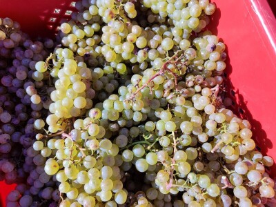 Berba grožđa u Tomislavgradu