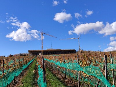 Berba grožđa u Tomislavgradu