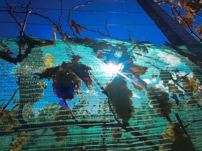 Berba grožđa u Tomislavgradu