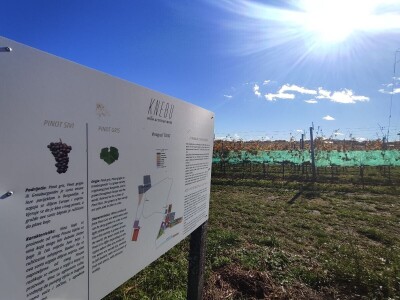 Berba grožđa u Tomislavgradu