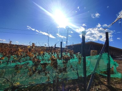 Berba grožđa u Tomislavgradu