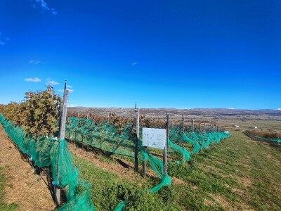 Berba grožđa u Tomislavgradu