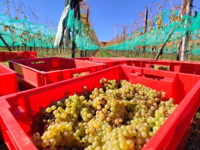 Berba grožđa u Tomislavgradu