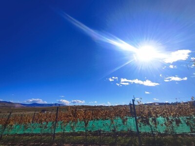 Berba grožđa u Tomislavgradu