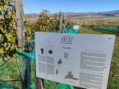 Berba grožđa u Tomislavgradu