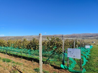 Berba grožđa u Tomislavgradu