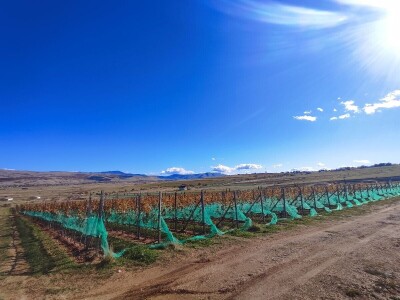 Berba grožđa u Tomislavgradu