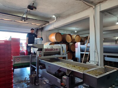 Berba grožđa u Tomislavgradu