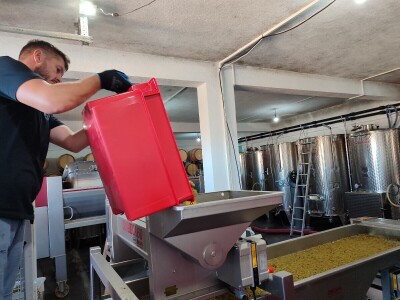 Berba grožđa u Tomislavgradu