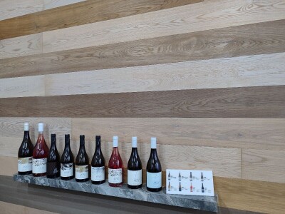 Berba grožđa u Tomislavgradu