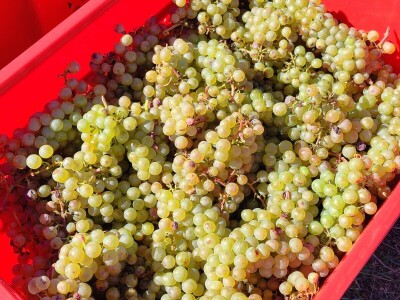 Berba grožđa u Tomislavgradu