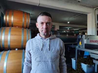 Berba grožđa u Tomislavgradu