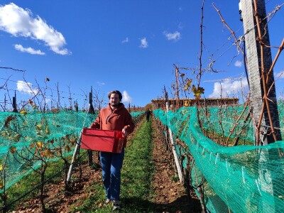 Berba grožđa u Tomislavgradu