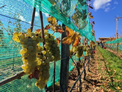 Berba grožđa u Tomislavgradu